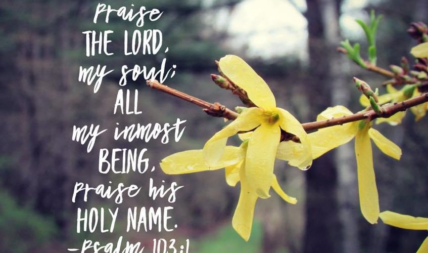 psalm 103 forsythia praise yellow green perennials spring flowers